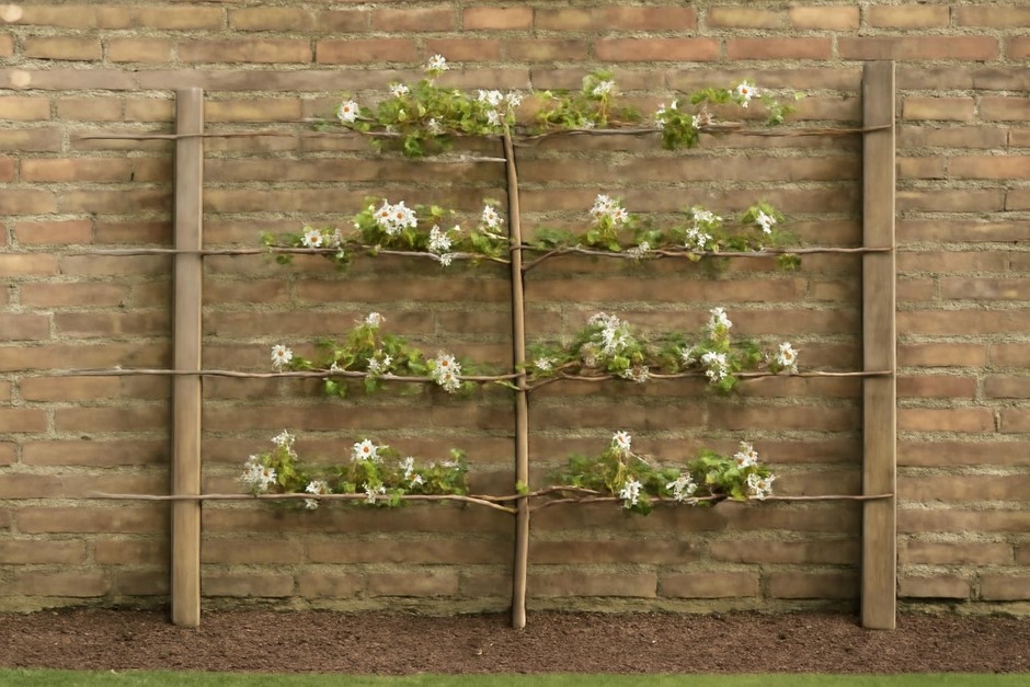 Young apple tree espaliered against a garden wall with horizontal wires and wooden posts